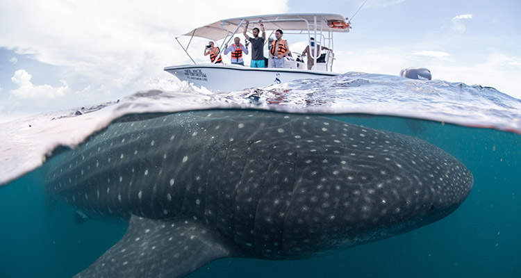 Private Whale Shark Tours in Cancun