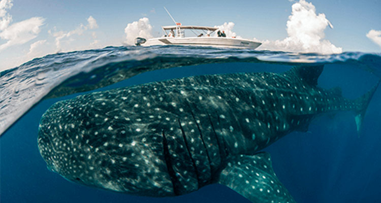 Private Whale Shark Tours in Cancun